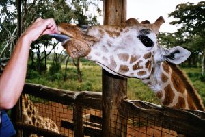 kenya giraffe feeding