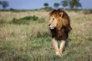 kenya medical elective adventure