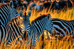 kenya medical elective safari tours